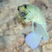 jawfish_yellowhead_dd_fc_v_0284_tci1485.jpg
